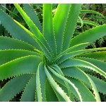 بوته آلوورا (Aloe vera)