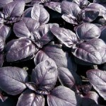 بذر ریحان بنفش (Purple Basil)