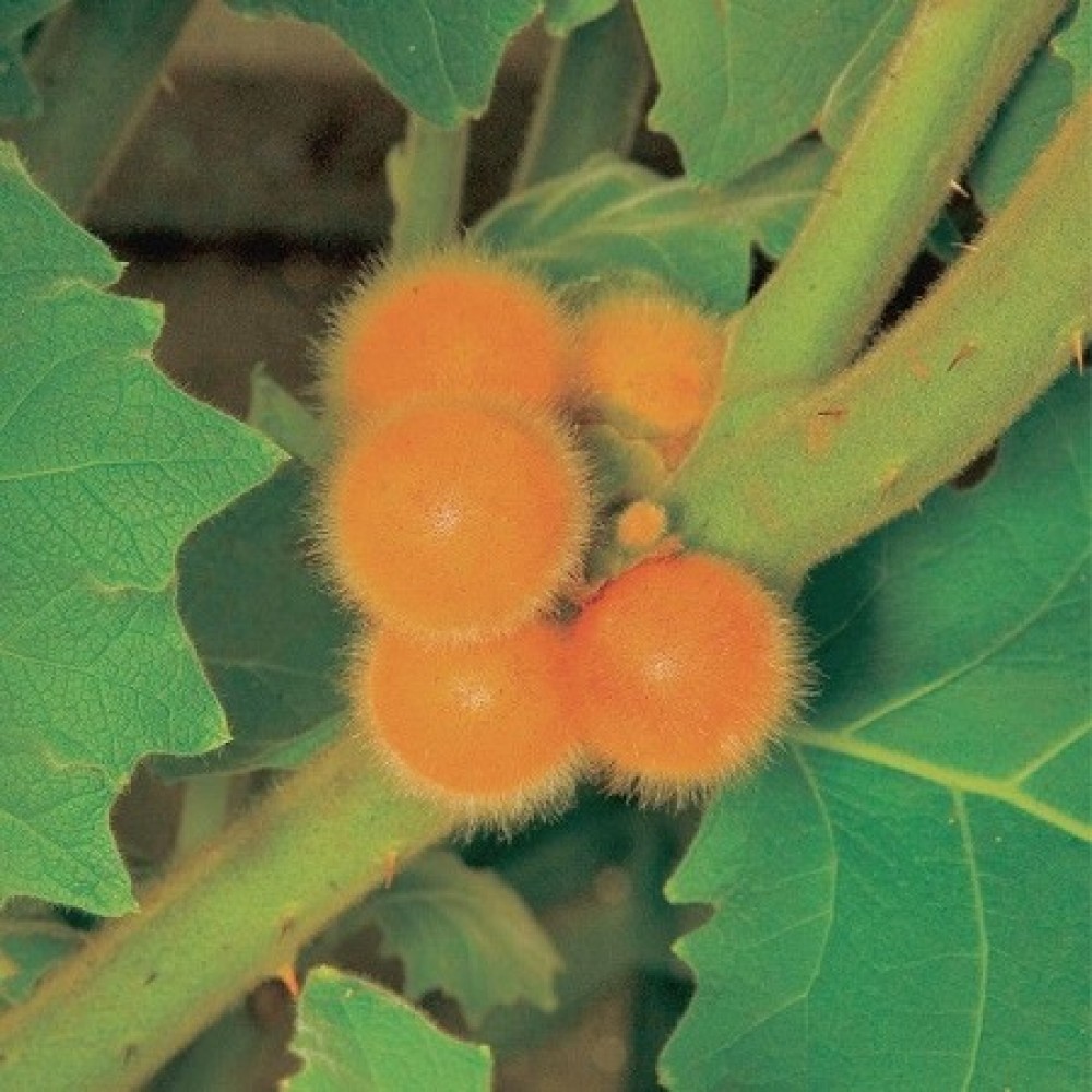 بذر بادمجان ترش (سولانوم سودولولو)