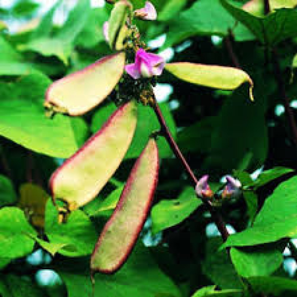 بذر لوبیا ویجینا سیلیندریکا سیاه