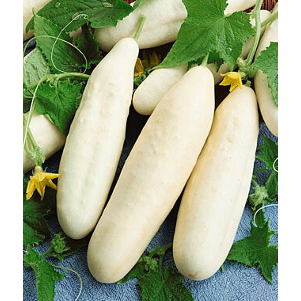 بذر خیار سفید خاردار