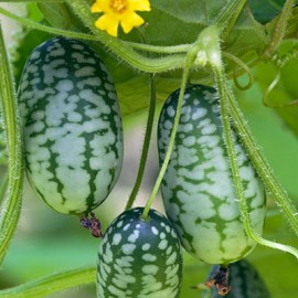 بذر هندوانه مینیاتوری مکزیکی
