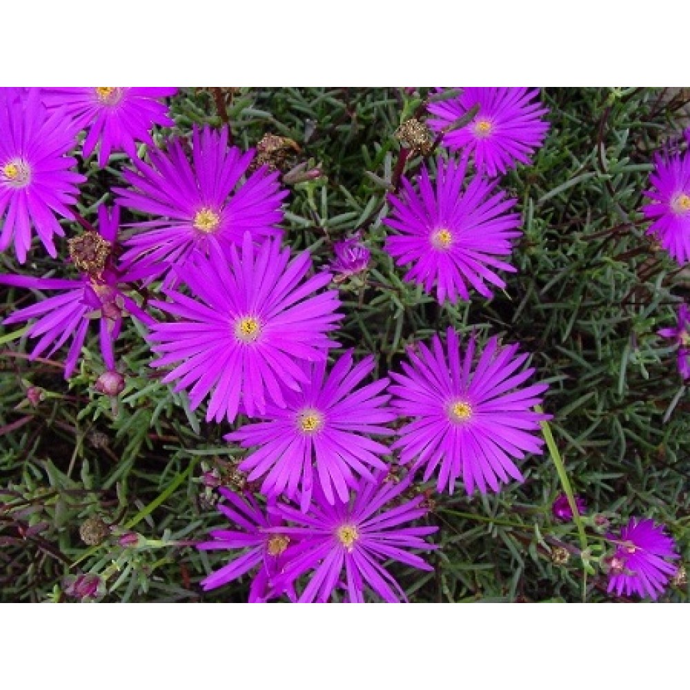 Lampranthus roseus