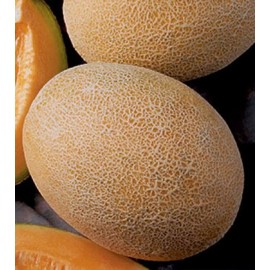 بذر خربزه آناناسی Melon Ananas