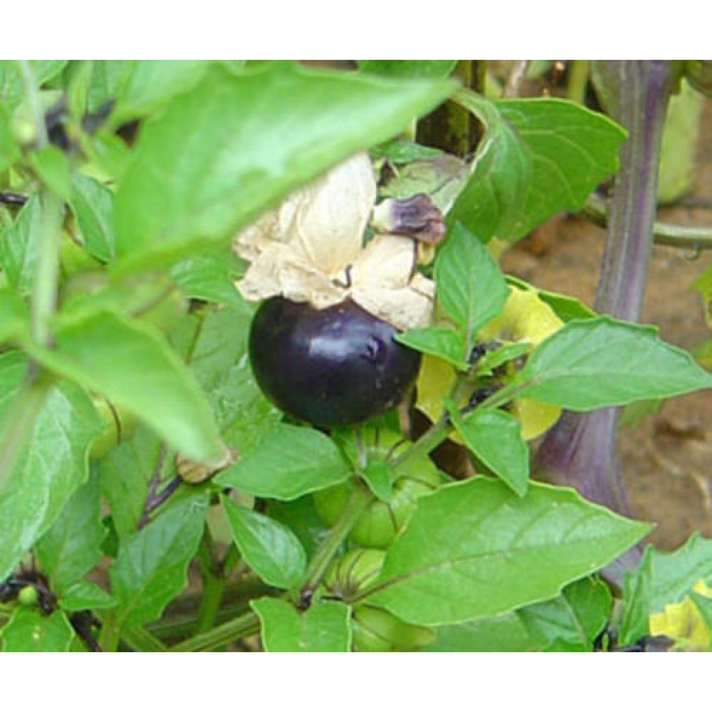 بذر فیسالیس بنفش (purpel physalis tomatillos)