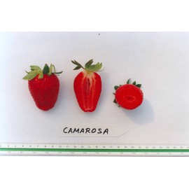 بذر توت فرنگی كاماروسو