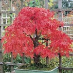 بذر درخت افرا پالماتوم دیسکویو (Japanese maple)