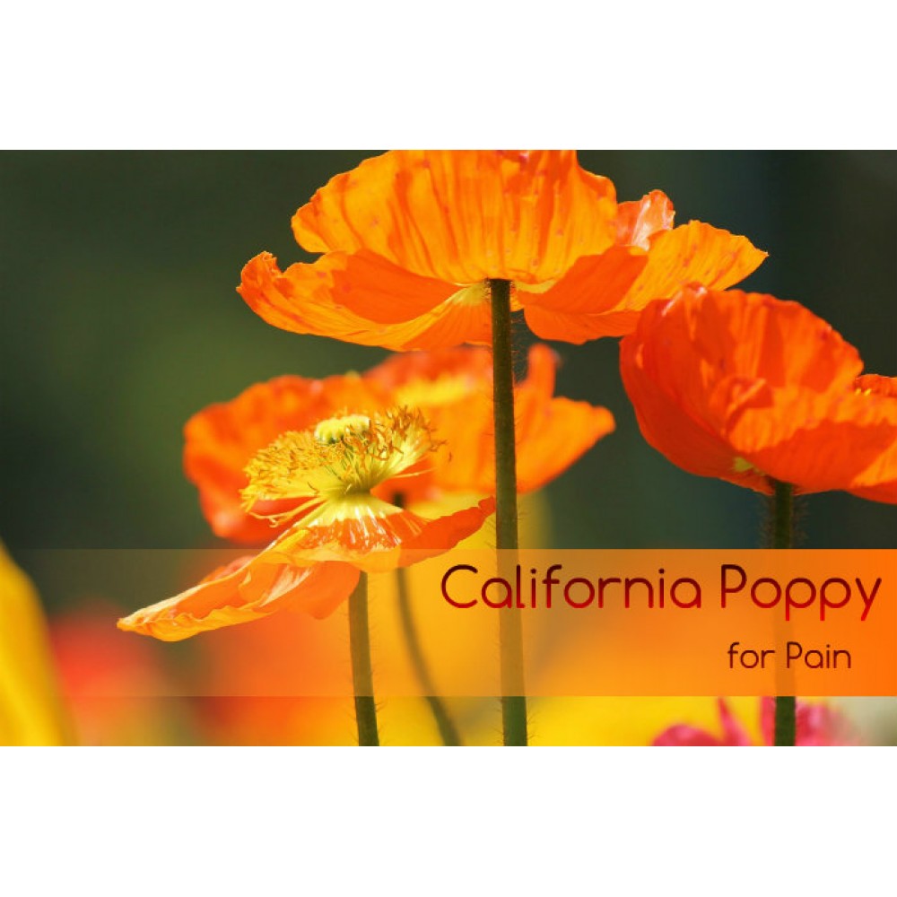 بذر کمیاب شقایق کالیفرنیایی California poppy
