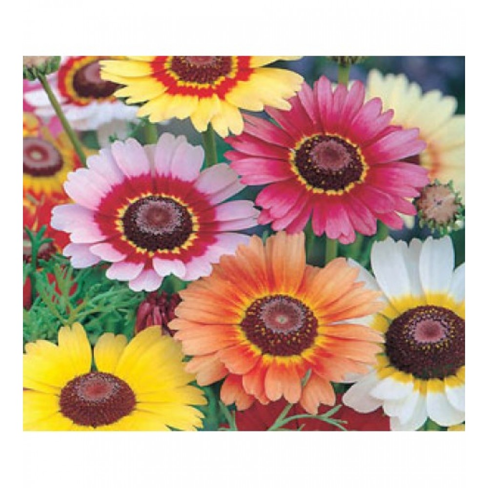 بذر گل کاریناتوم (Tricolor Daisy)