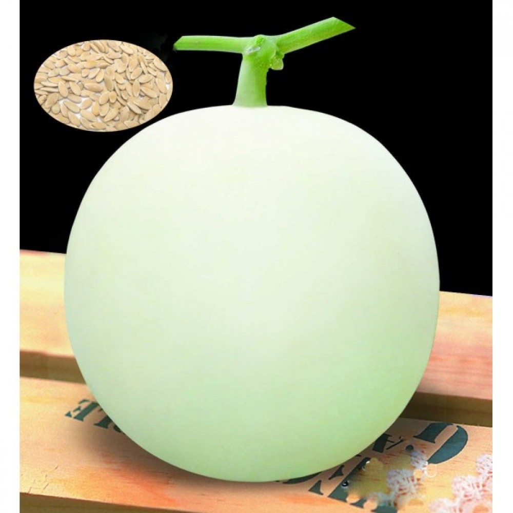 بذر خربزه سفید چینی white melon