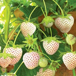 بذر توت فرنگی سفید ژاپنی