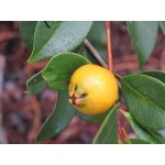 بذر گواوا توت فرنگی زرد (guava strawberry yellow)