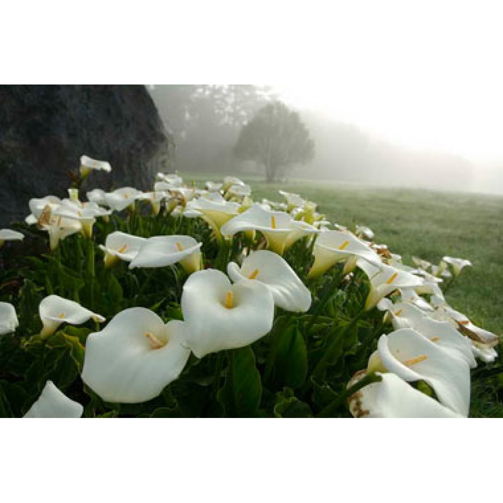 بوته گل شیپوری سفید هلندی
