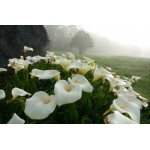 بوته گل شیپوری سفید هلندی