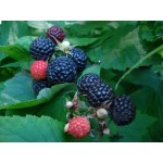 بذر رزبری سیاه کانادایی (black raspberry)