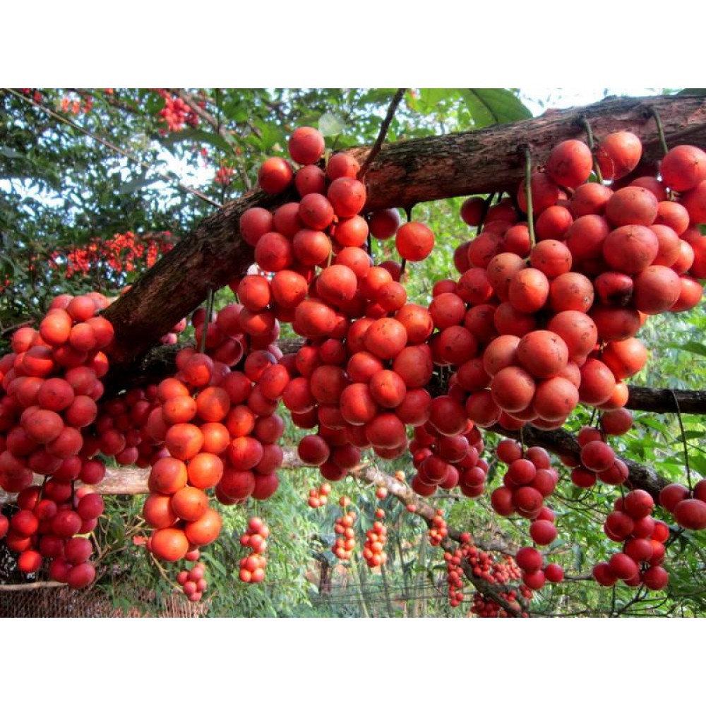 نهال انگور برمه قرمز پیوندی