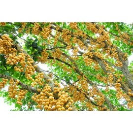 نهال انگور برمه زرد پیوندی
