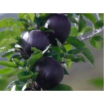 نهال سیب سیاه نایاب
