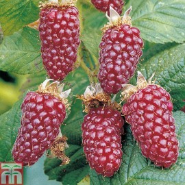 نهال لوگان بری (loganberry)