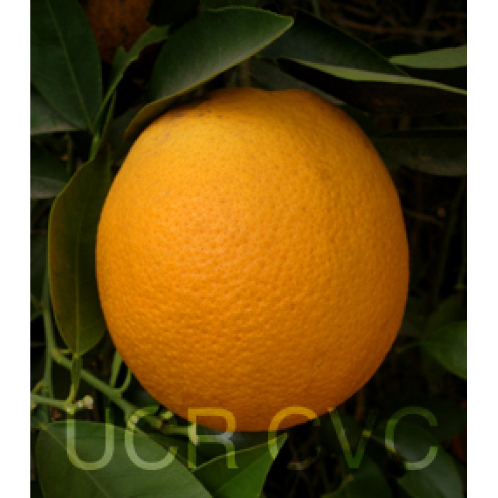 نهال پرتقال هاملین آریزونا