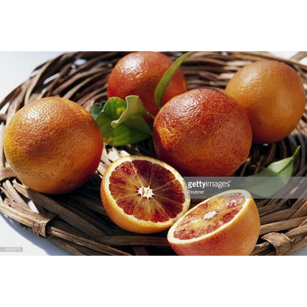 نهال پرتقال خونی سانگوینلو