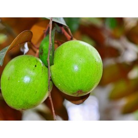 نهال سیب ستاره ای یا میلک فروت سبز پیوندی