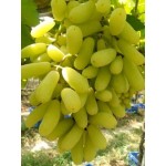 نهال انگور سیدلس زرد