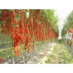 بذر گوجه فرنگی خوشه ای داترینو 