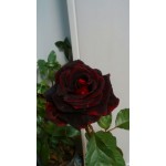 نهال گل رز سیاه چاینز