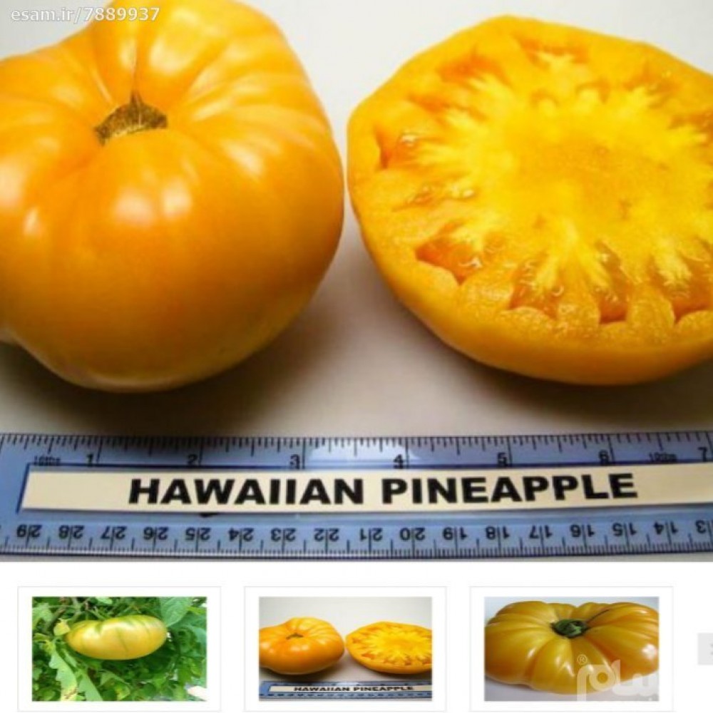 بذر گوجه زرد آناناسی هاوایی