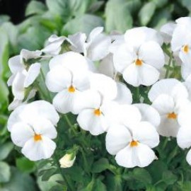 بذر گل بنفشه سفید خوراکی