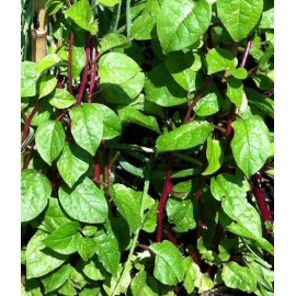بذر اسفناج رونده مالابار (Malabar Spinach)
