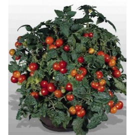 بذر گوجه گاردنر دیلایت (Gardener's Delight tomato)
